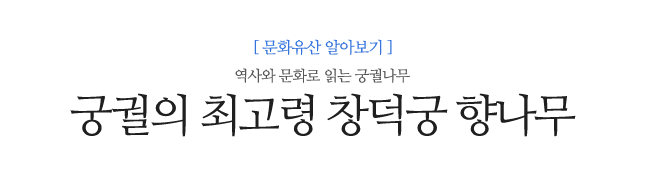 궁궐의 최고령 창덕궁 향나무  역사와 문화로 읽는 궁궐나무  