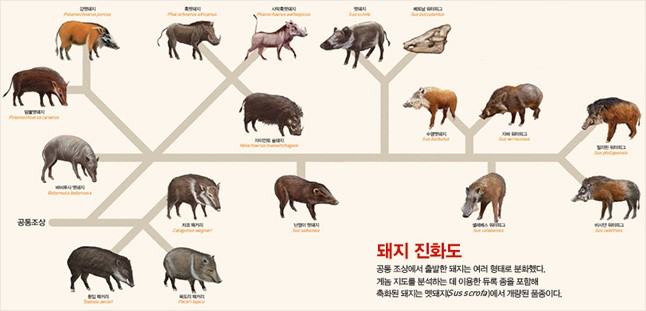 돼지코 이미지