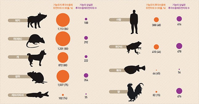 돼지코 이미지