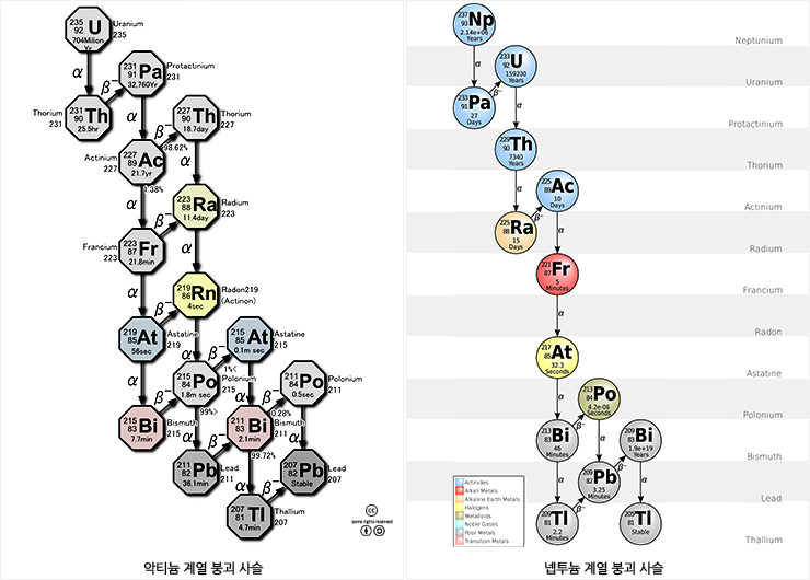 자연에서 227Ac이 생성되는 악티늄 계열 붕괴 사슬(왼쪽)과 자연에서는 소멸되었으나, 인공 원소로 밝혀진 225Ac이 생성되는 넵투늄 계열 붕괴 사슬(오른쪽). 한편, 228Ac은 토륨 계열 붕괴 사슬에서 232Th의 α붕괴로 생성되는 228Ra의 β-붕괴로 생성된다. 자연에 존재하는 악티늄은 거의 대부분이 227Ac이며, 우라늄 광석에 1톤당 약 0.2mg의 비율로 들어있다. <출처: (cc) Tosaka at wikimeda.org / BatesIsBack at Wikimedia.org>