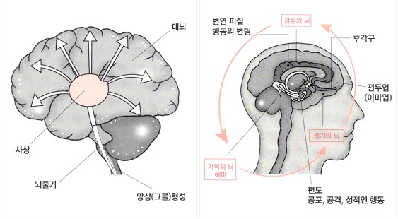 쥐 뇌 해부 다이어그램