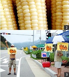 찰옥수수 이미지