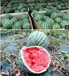 맹동농업협동조합 이미지