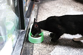 핀란드 거리에는 고양이가 없다 - 방송인 따루 | 인스티즈