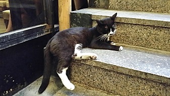 핀란드 거리에는 고양이가 없다 - 방송인 따루 | 인스티즈