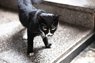 핀란드 거리에는 고양이가 없다 - 방송인 따루 | 인스티즈