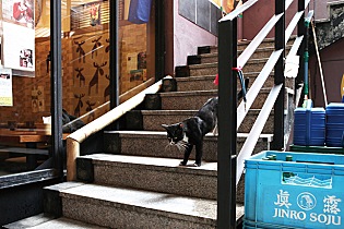 핀란드 거리에는 고양이가 없다 - 방송인 따루 | 인스티즈