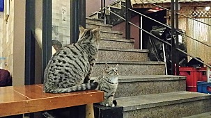 핀란드 거리에는 고양이가 없다 - 방송인 따루 | 인스티즈