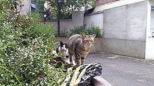 핀란드 거리에는 고양이가 없다 - 방송인 따루 | 인스티즈