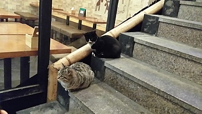 핀란드 거리에는 고양이가 없다 - 방송인 따루 | 인스티즈