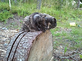핀란드 거리에는 고양이가 없다 - 방송인 따루 | 인스티즈