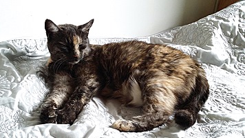 핀란드 거리에는 고양이가 없다 - 방송인 따루 | 인스티즈