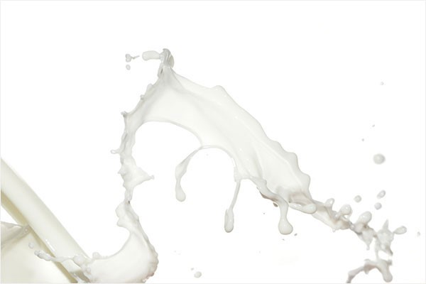 우유, 먹을수록 죽는다 이미지 3