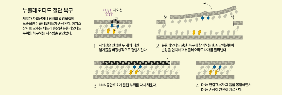 세포내 DNA 복구 메커니즘 이미지 4