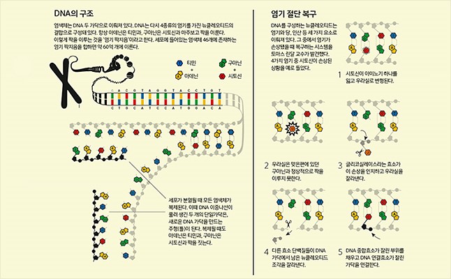 세포내 DNA 복구 메커니즘 이미지 2