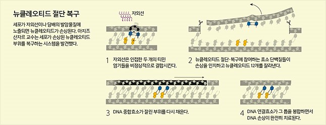 세포내 DNA 복구 메커니즘 이미지 4