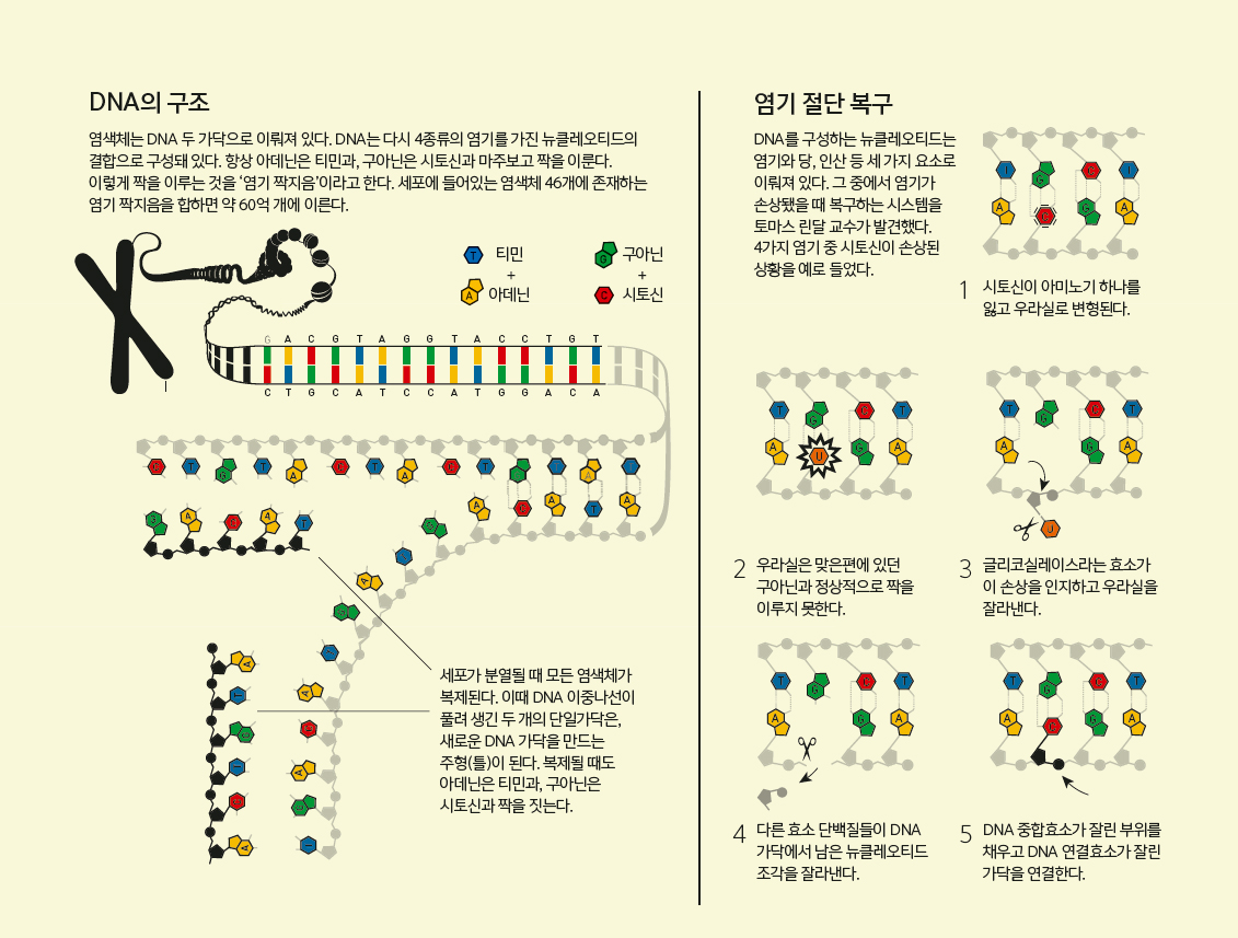 세포내 DNA 복구 메커니즘 이미지 2