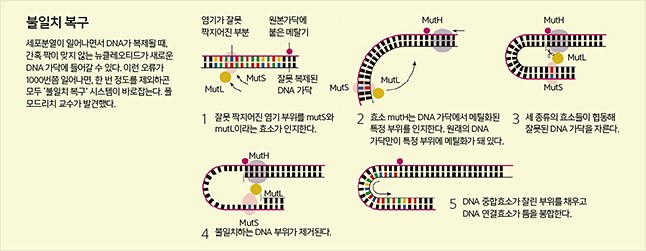 세포내 DNA 복구 메커니즘 이미지 3