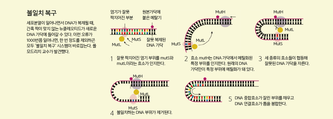 세포내 DNA 복구 메커니즘 이미지 3