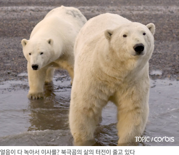 얼음이 다 녹아서 이사를? 북극곰의 삶의 터전이 줄고 있다.