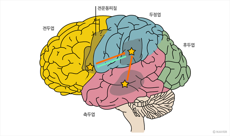 지금까지 연구를 종합하면 거울뉴런(별표)은 뇌의 3곳에 분포한다. 전두엽 전운동피질 아래쪽과 두정엽 아래쪽, 측두엽, 뇌성엽 앞쪽이다. 거울뉴런은 서로 신호를 주고받으며 정보를 처리해 지각한 행동의 의미를 파악한다.