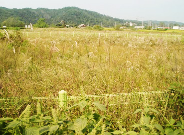 전곡읍 은대리에 있는 세계에서도 보기 드문 희귀종 물거미 서식지. 천연기념물 412호로 지정돼 있다. 국내에서는 1950년 중반에 보고된 이후 오랫동안 발견되지 않아 멸종된 것으로 알려졌으나 1995년 군 주둔지역에서 확인됐다.