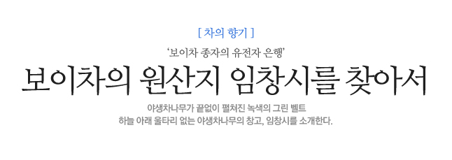 보이차의 원산지 <br />
임창시를 찾아서