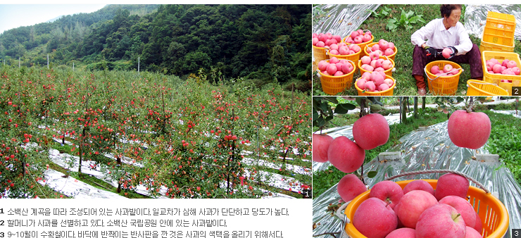 소백산풍기사과 이미지