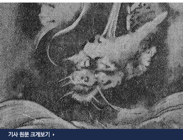 용꿈돼지꿈 이미지